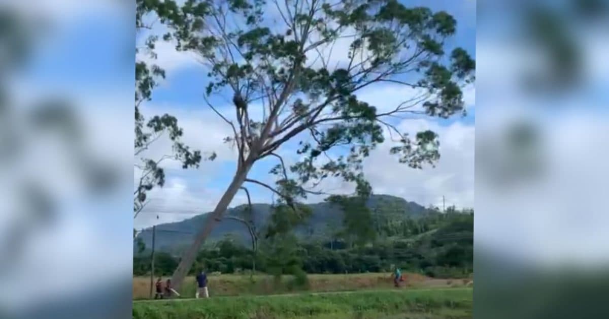 Ciclista quase morre esmagado durante corte de árvore próximo da BR-470