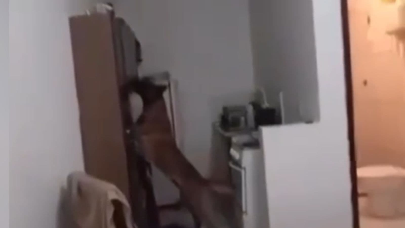 Cão farejador encontra traficante dentro de esconderijo com drogas em SC