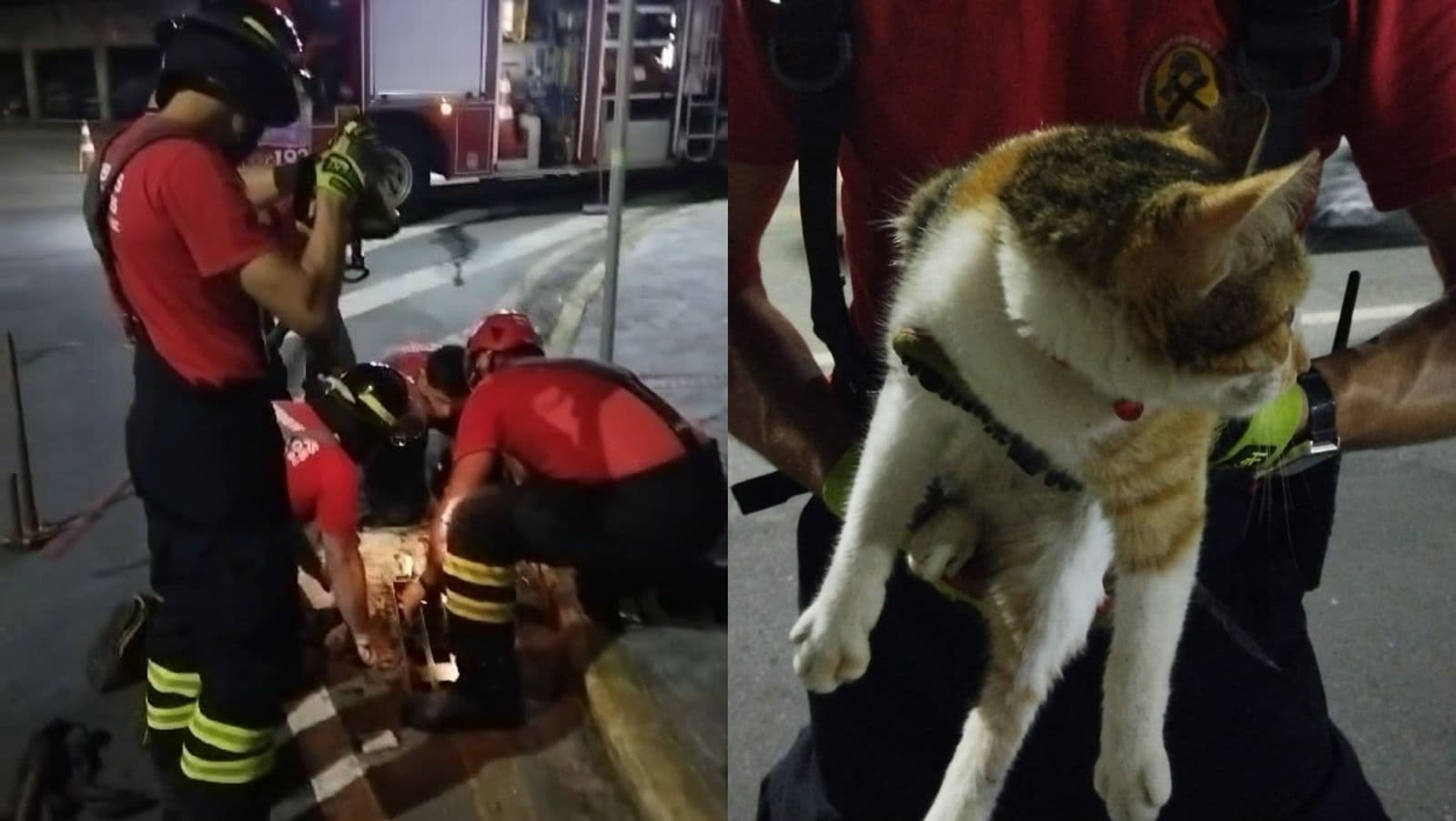 Gato fica preso em bueiro e bombeiros fazem operação para salvá-lo em SC