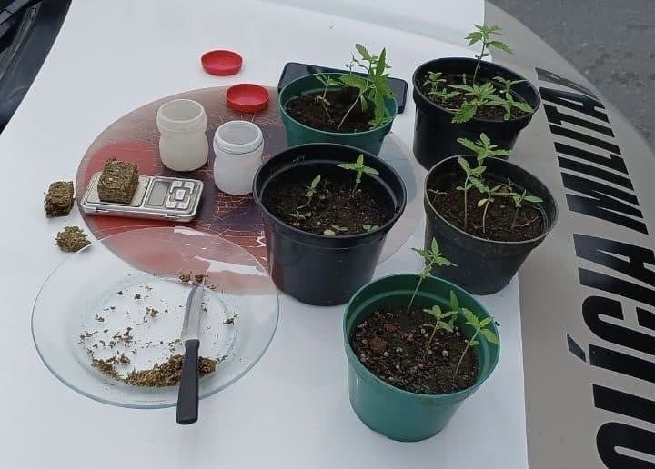 Dois homens são presos por tráfico de drogas em Bombinhas após flagrante de pés de maconha