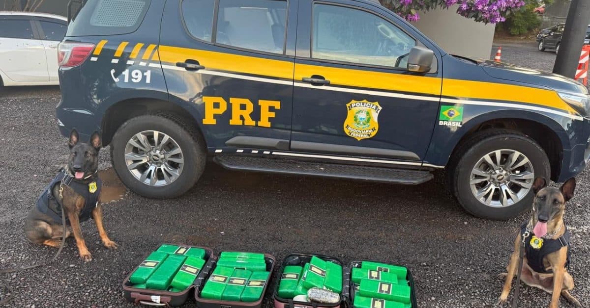 Cão farejador da PRF “desmascara” foragido com mala recheada de drogas em SC