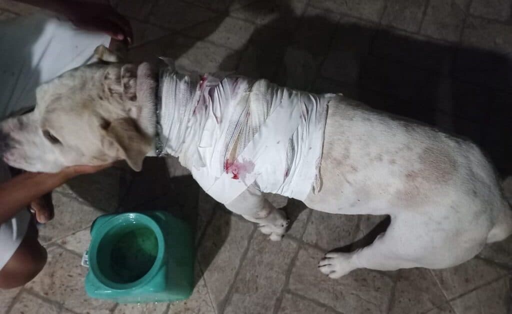 Homem esfaqueia pitbull durante briga entre cães em Bombinhas