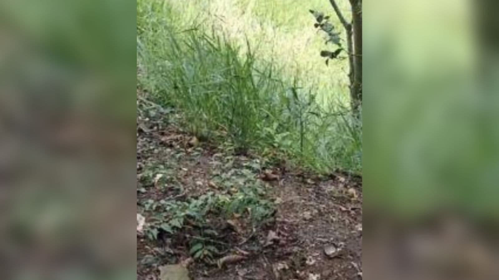 Bebê recém-nascido é encontrado dentro de sacola por cachorro em área de mata