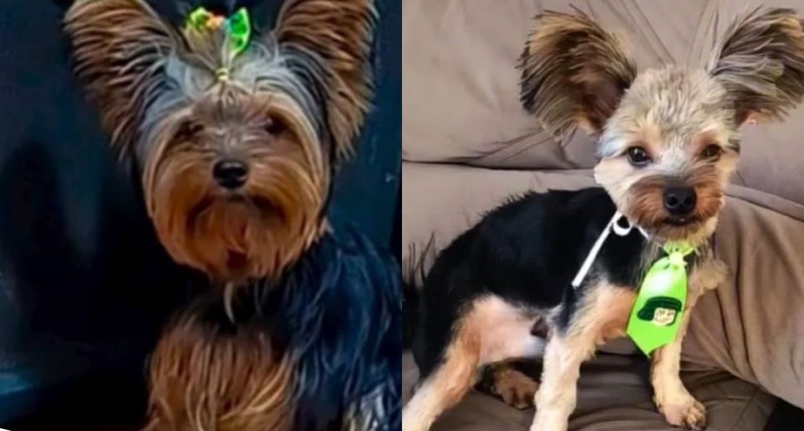 “Tosa bebê”: Cachorro volta de petshop irreconhecível e tutora se revolta