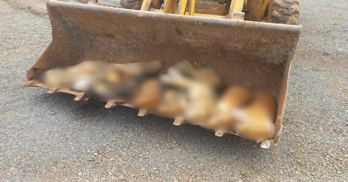Cães resgatados das ruas são encontrados mortos em sítio