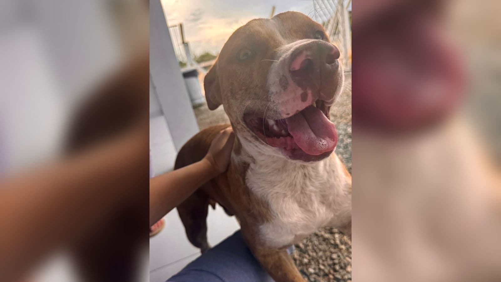 REVOLTANTE: Cães são abandonados semanalmente no presídio de Tijucas
