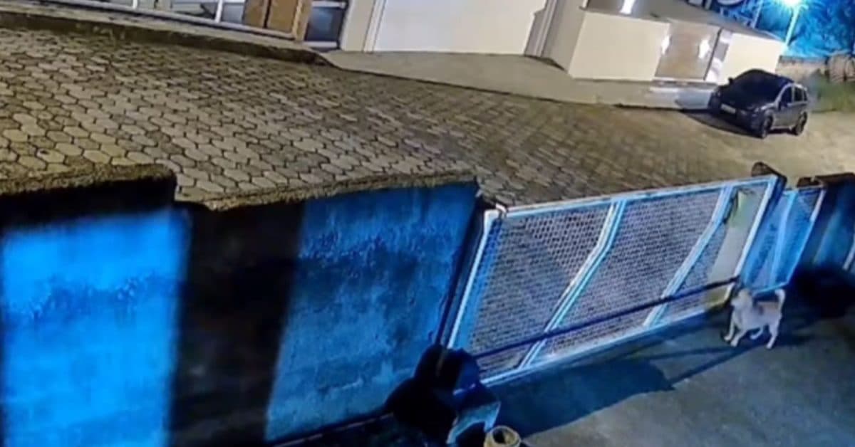 Homem é preso após matar cachorro com tiro no pescoço em SC