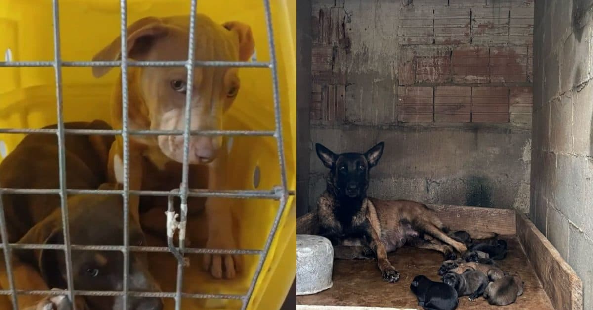 Proprietário de canil clandestino é preso por maus-tratos a animais em Itajaí
