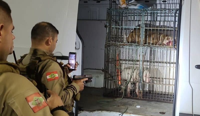Pitbulls furiosos invadem casa, matam cachorro e aterrorizam família em SC