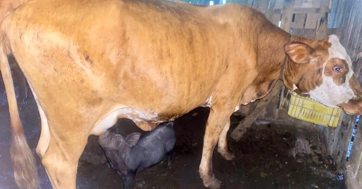 Vaca adota leitoa como “filhote” e comportamento inusitado surpreende moradores em SC