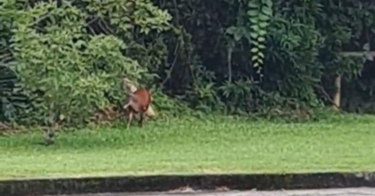 Animal raro surge em empresa de Blumenau e desaparece após susto com barulho