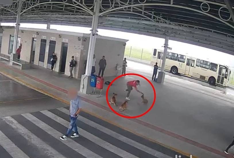 Homem saca machadinha e ataca cão sem motivo em terminal do Paraná