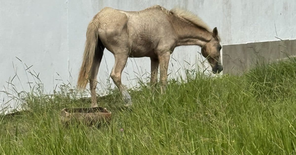 Égua recebe ajuda veterinária após denúncia de moradores em Tijucas