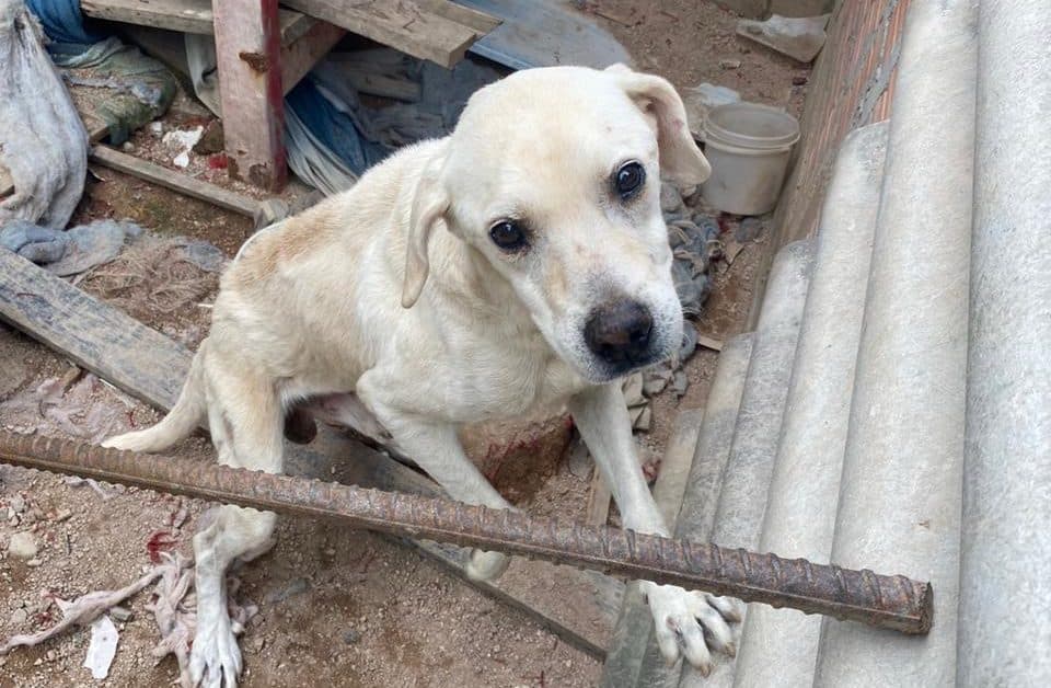 Cachorro abandonado ao sol por seis meses: tutora é presa por maus-tratos em SC