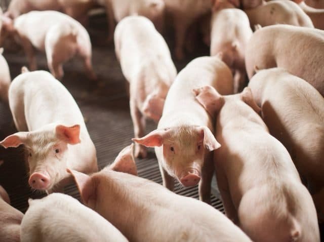 Com embarque de 55,7 mil toneladas de carne suína, Santa Catarina bate recorde em janeiro