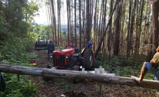Árvore desaba e mata idoso de 65 anos em zona rural de SC