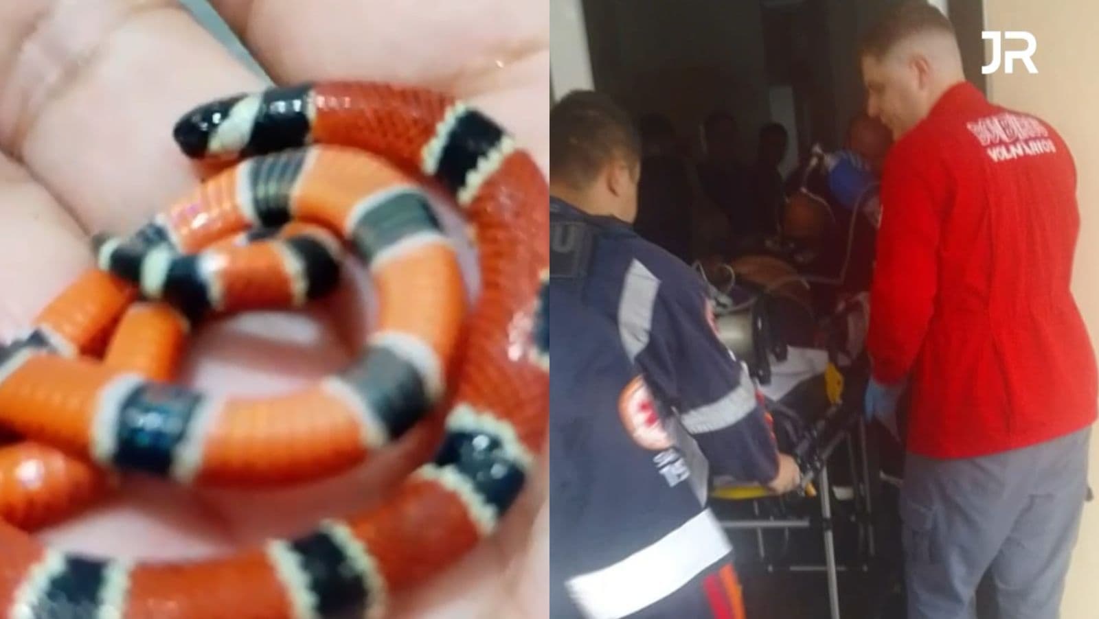 Vigilante de creche é atacada e mata cobra coral no dente em Santa Catarina