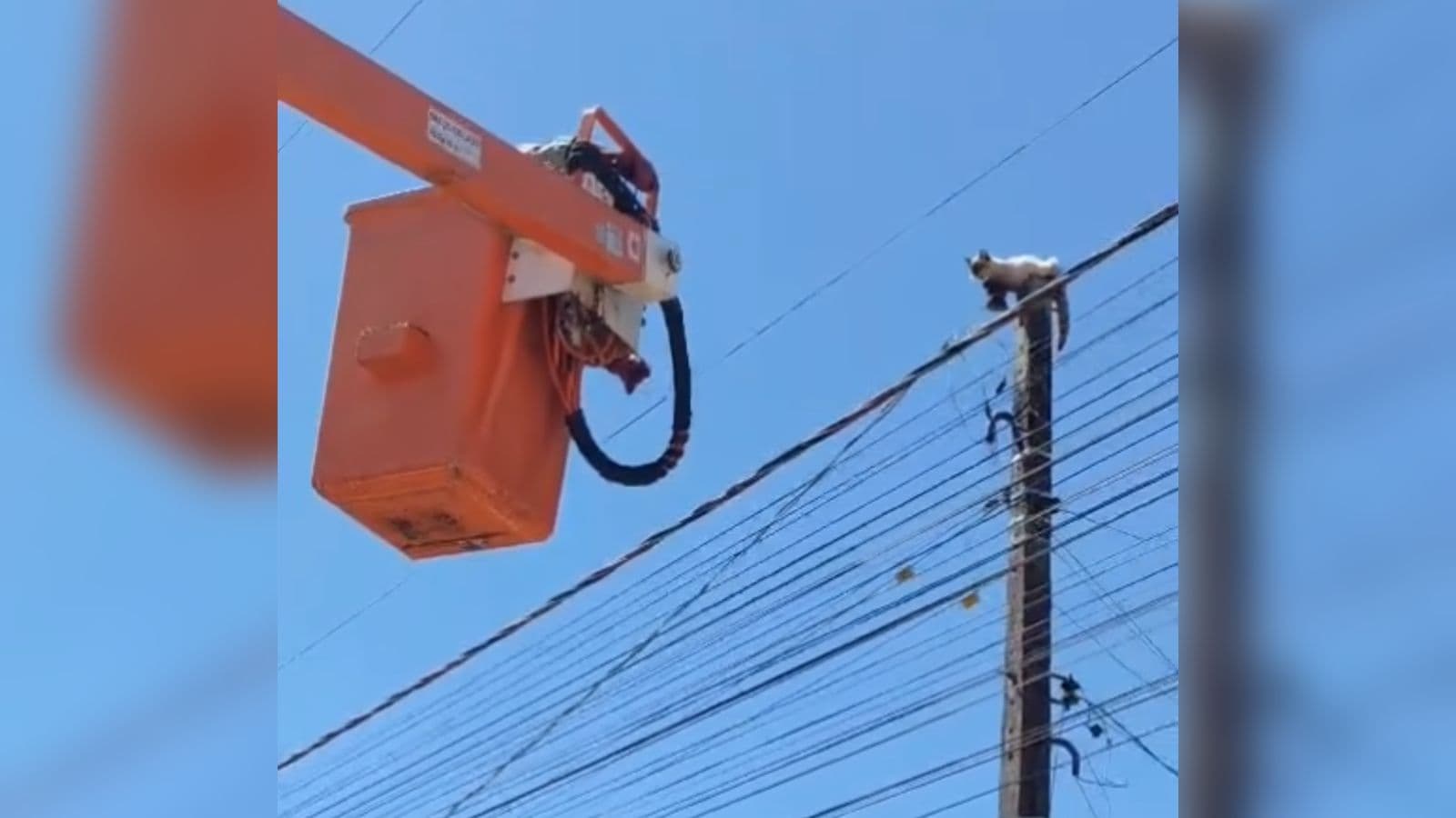 Gato fica preso no topo de poste de energia em Santa Catarina e espera resgate