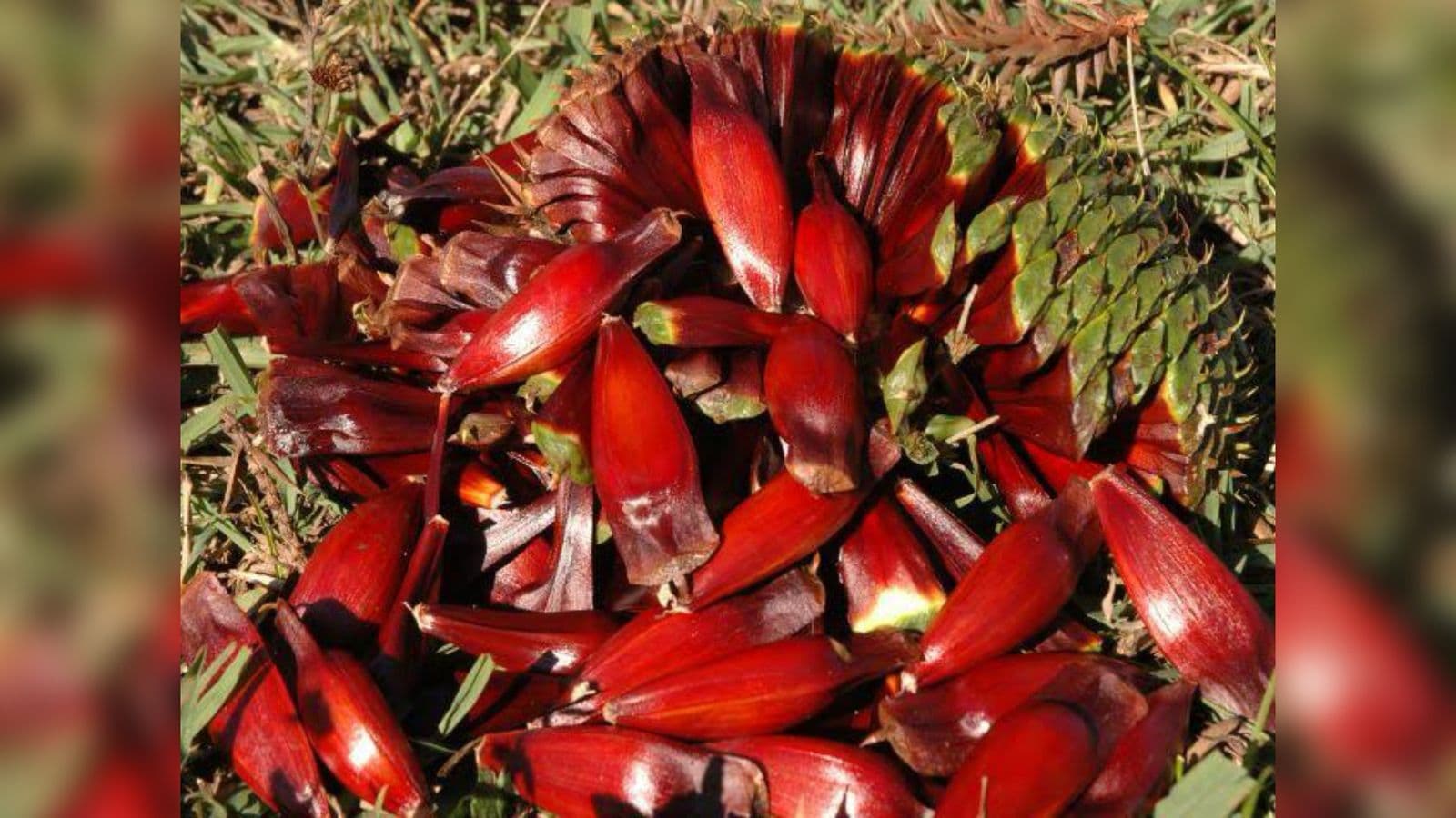 Início de abril marca abertura da colheita de pinhão em Santa Catarina