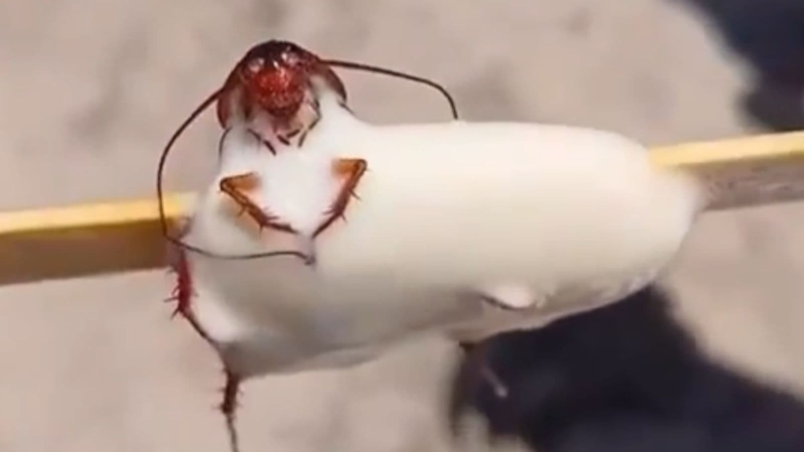 Turista compra picolé cremoso em praia mas é surpreendido com barata congelada