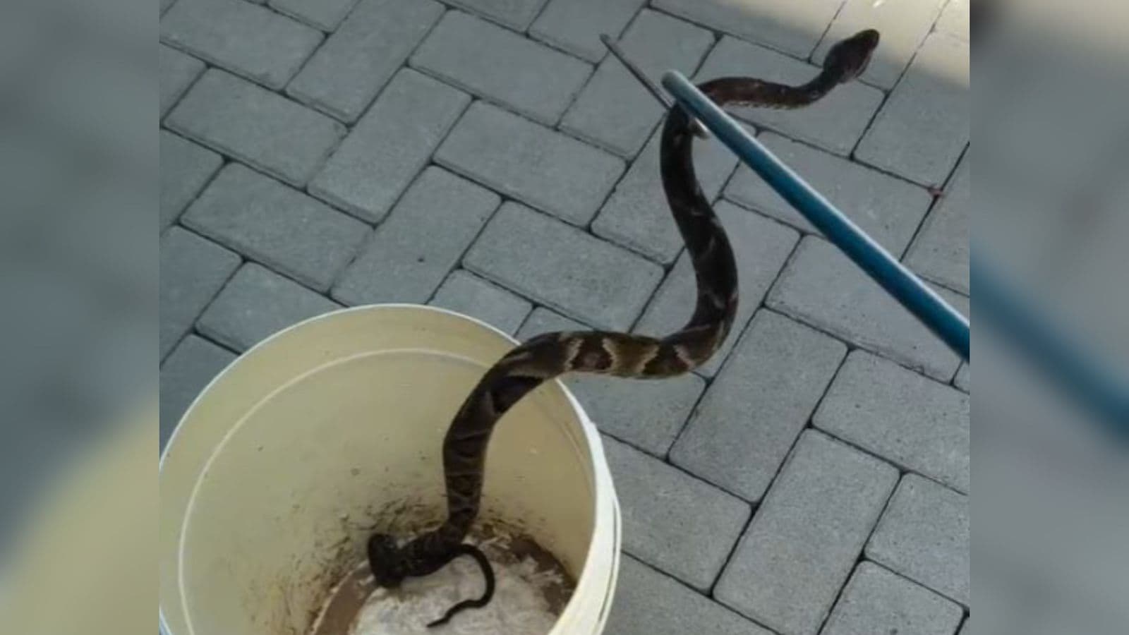 Jararaca é encontrada em parquinho e assusta moradores em Jaraguá do Sul