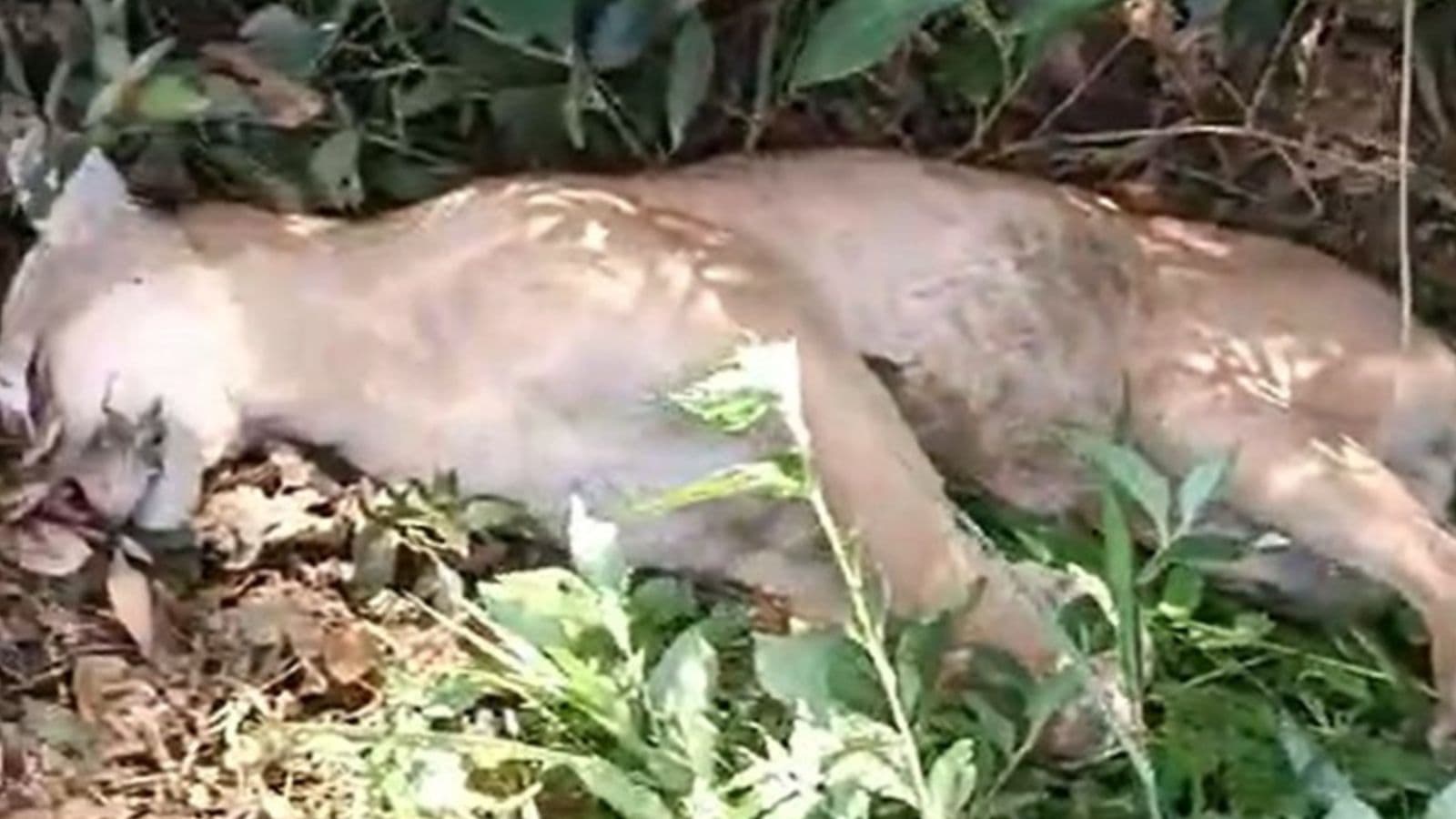Onça-parda que atacava animais morre atropelada em rodovia de Santa Catarina