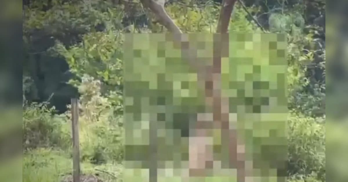 Cachorro é encontrado enforcado em pé de goiabeira em São João Batista