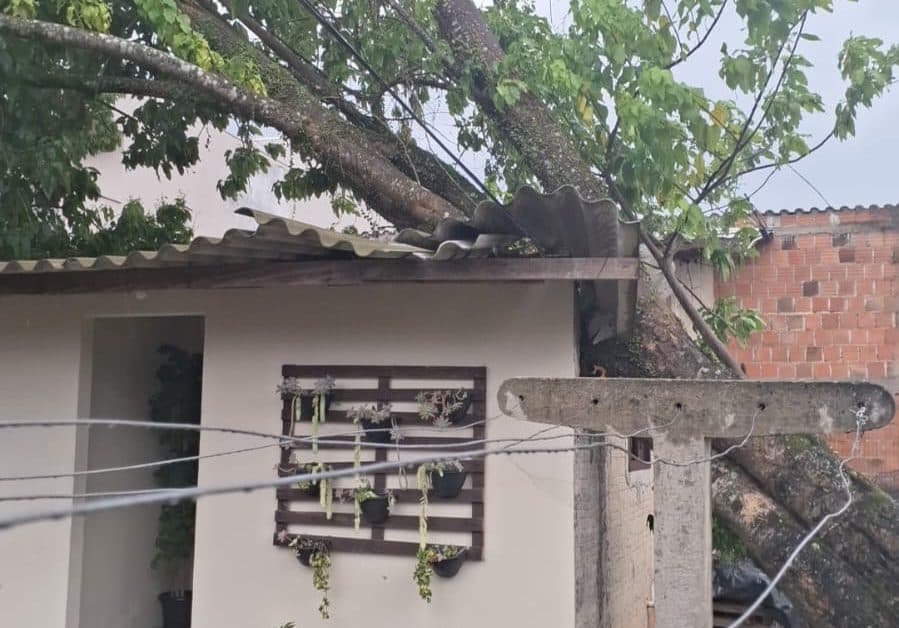 Vento forte derruba árvore sobre casa e moradores ficam sem luz em Brusque