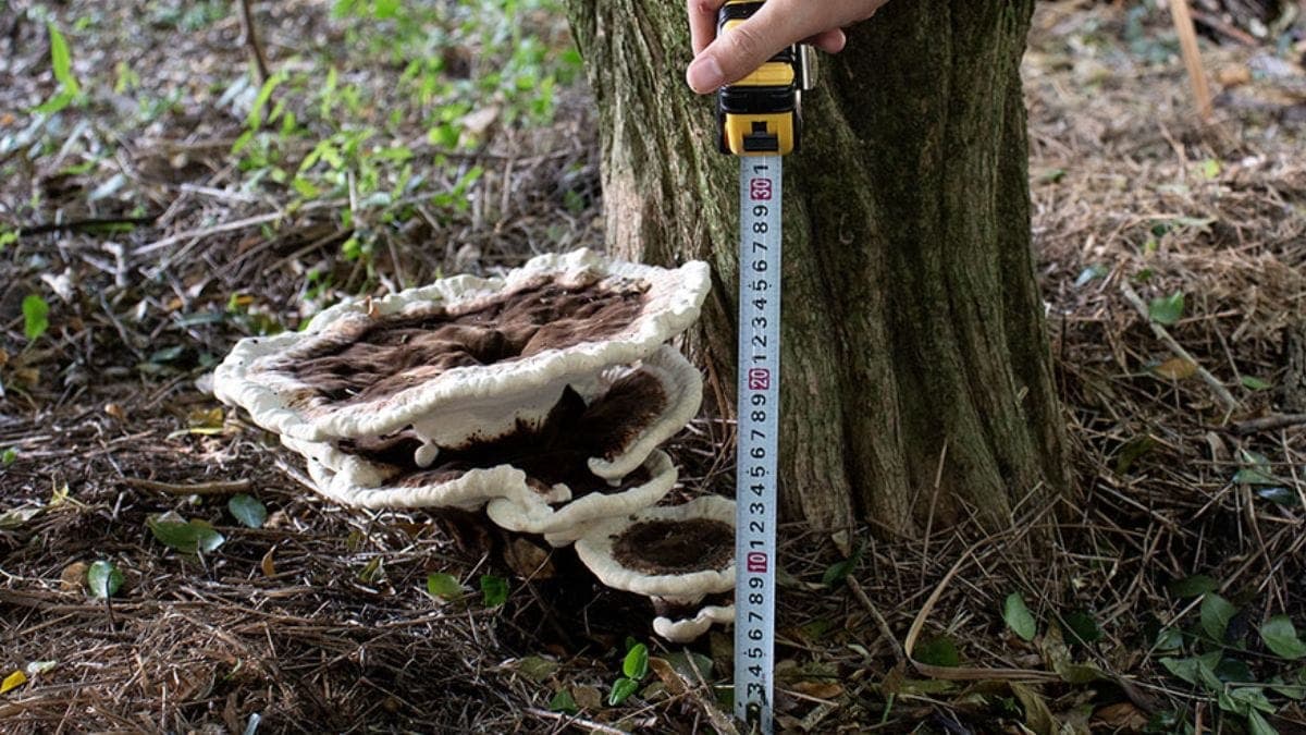 Fungo raro com cogumelo gigante é registrado na UFSC, em Florianópolis