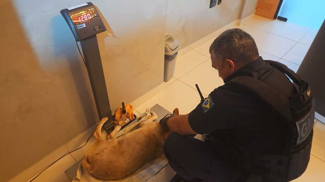 GM de Balneário Camboriú registra mais de 200 ocorrências envolvendo animais em 2025
