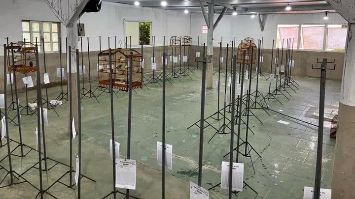 Polícia Ambiental impede torneio ilegal de canto de pássaros em Florianópolis
