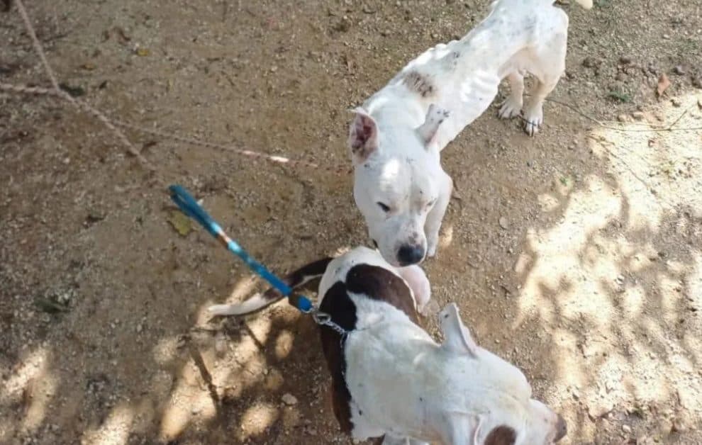 Homem é preso por maus-tratos a cães em São João Batista; um cachorro foi encontrado morto