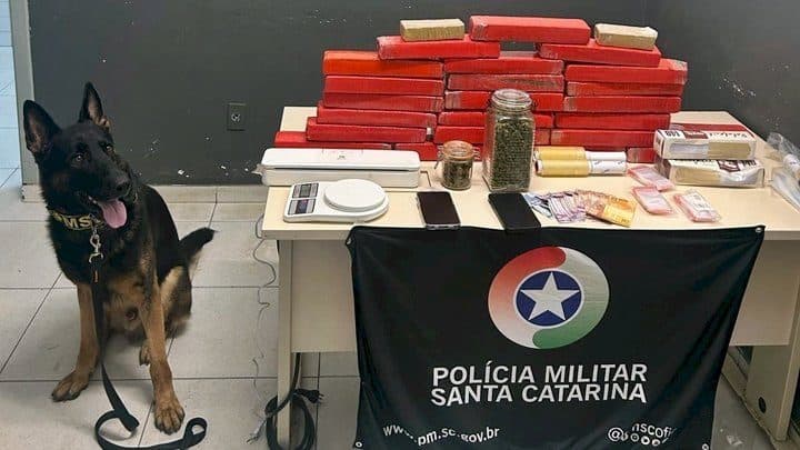 Homem é preso com 25 kg de maconha enterrados no quintal em Florianópolis