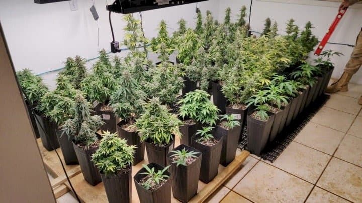 Florianópolis: homem é pego com “fábrica” de maconha dentro de casa