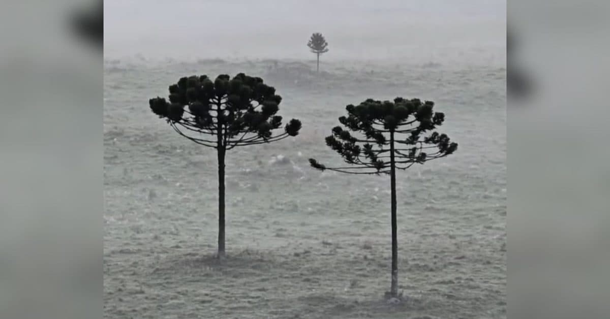 Primeira geada do ano deixa a Serra Catarinense branquinha em amanhecer de 2,5°C