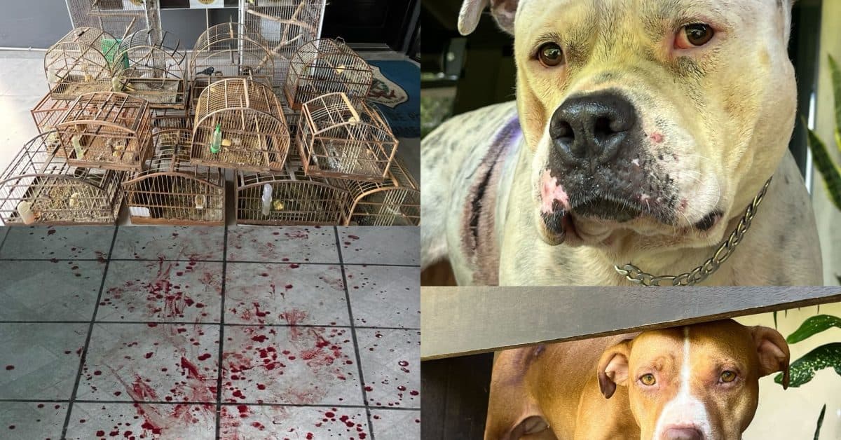 Polícia descobre “cativeiro” de pássaros após ataque de pit bulls que terminou com idosos feridos