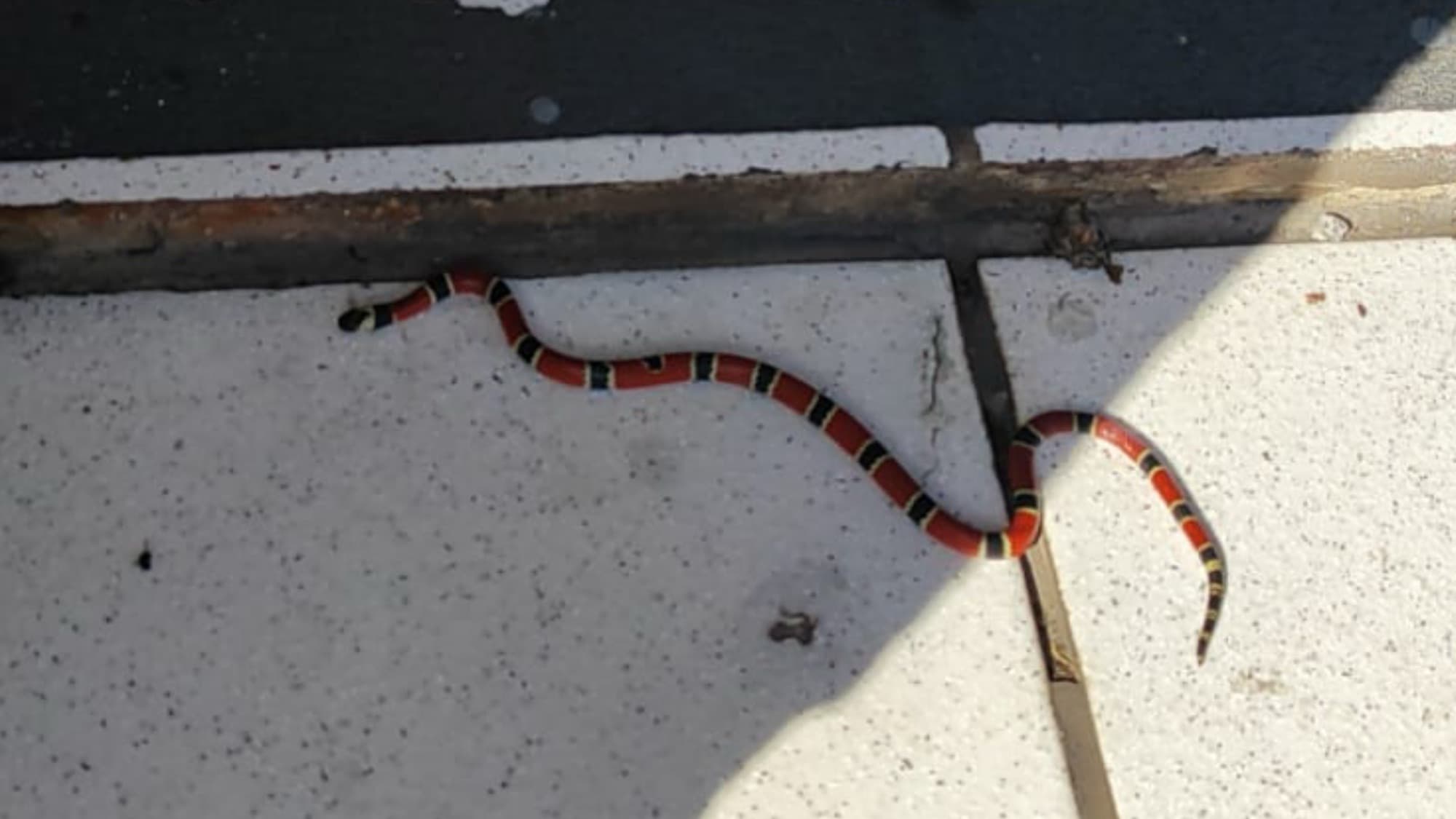Serpente coral escapa do ar-condicionado e causa susto em Gaspar