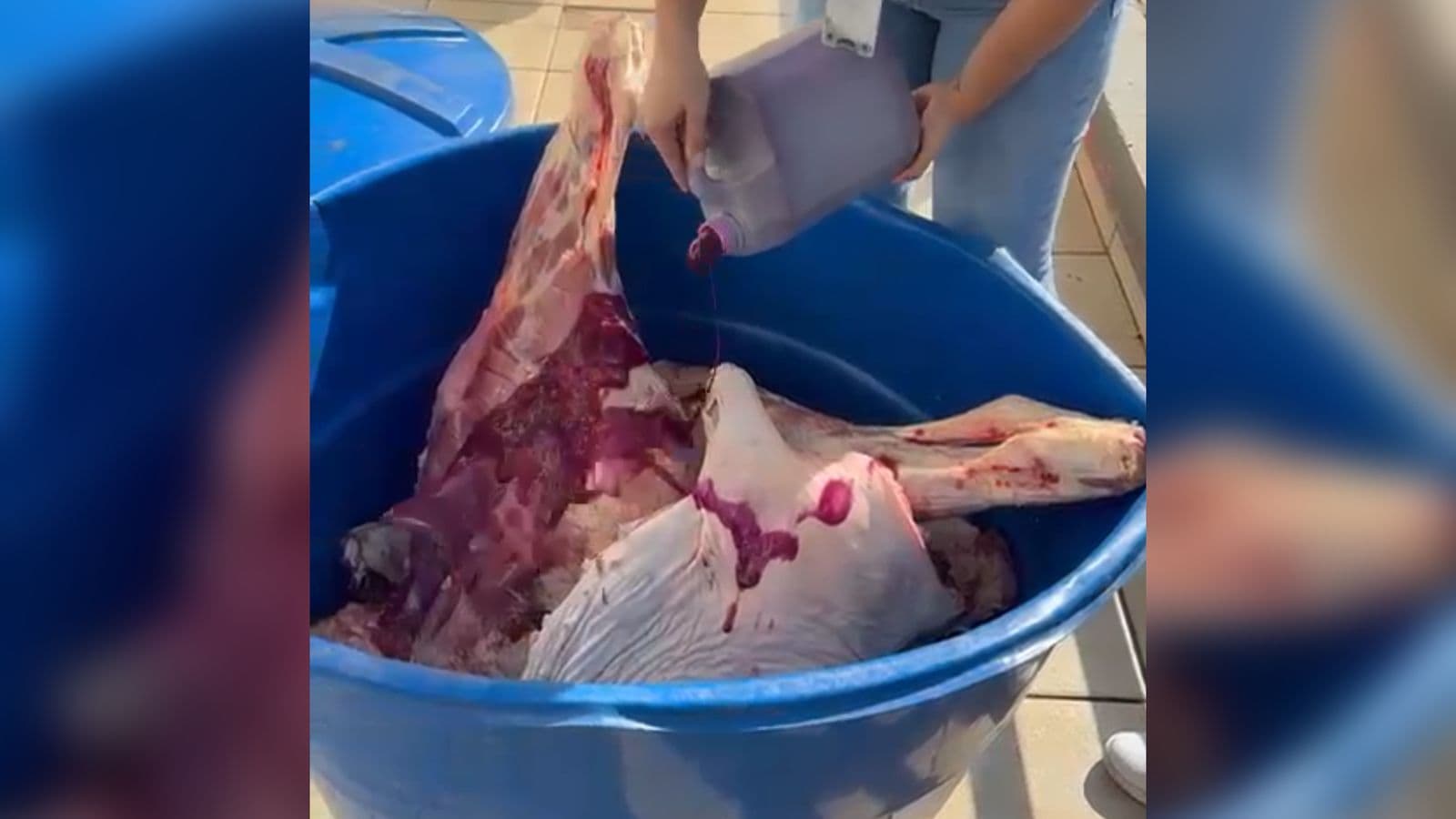 Fiscalização flagra carnes vencidas sendo maquiadas com corante para enganar consumidores em SC