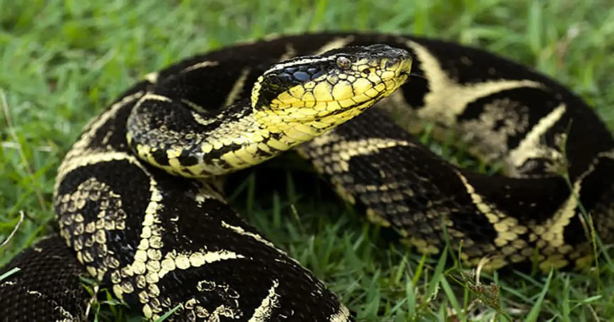 Menina de 7 anos é picada por cobra no quintal de residência