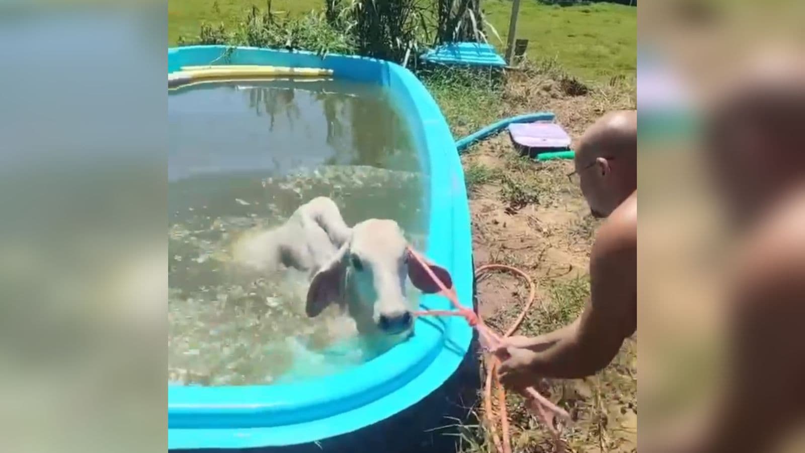 Vaca entra em piscina de residência para fugir do calor e bombeiros são acionados em SC