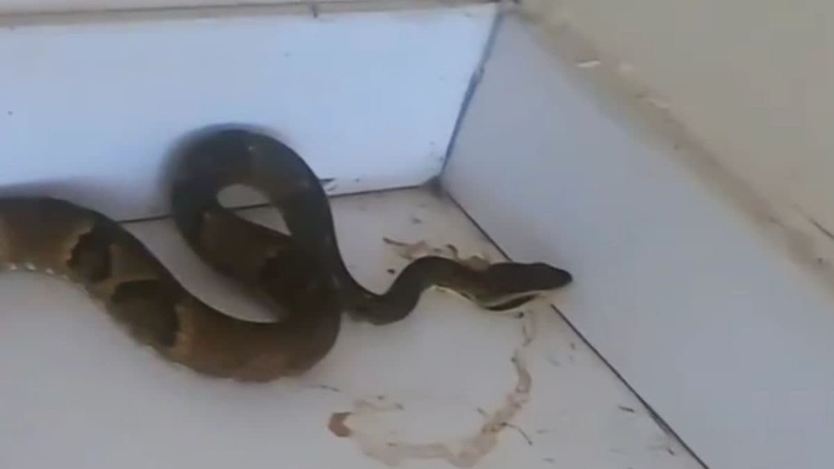 “A cobra era outra”: serpente venenosa é flagrada em motel de SC
