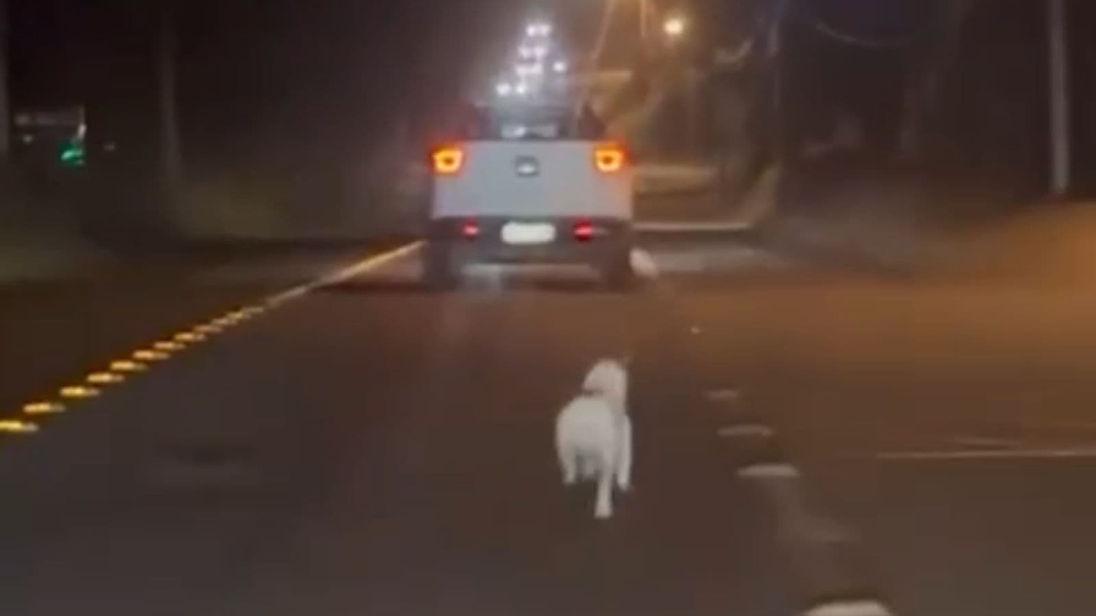 Cãozinho é visto correndo desesperado atrás de carro em rodovia de Santa Catarina
