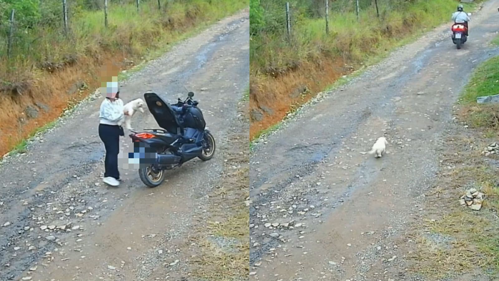 Cãozinho corre atrás de tutora mesmo após ser abandonado em Santa Catarina