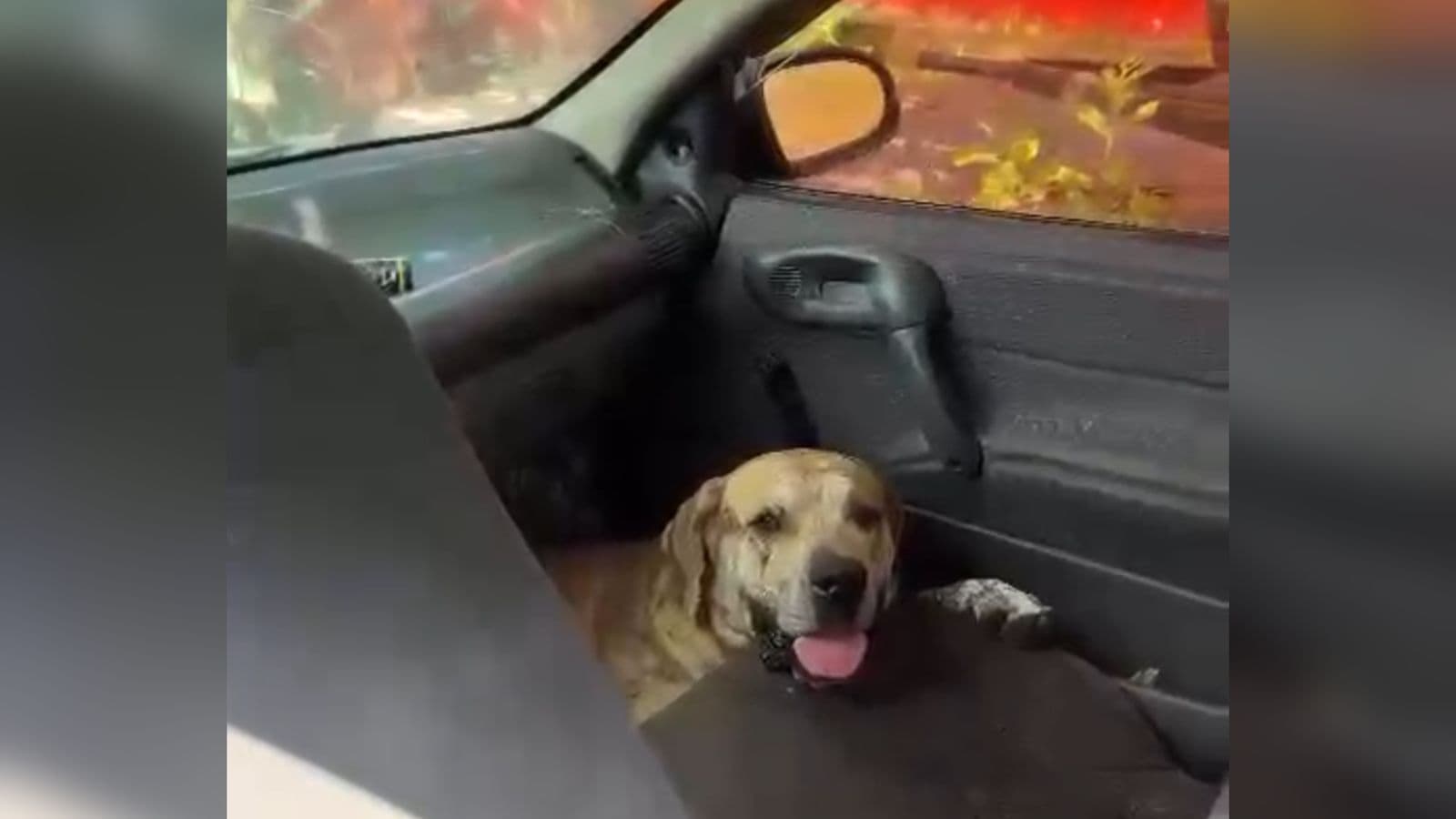 Cachorro é esquecido dentro de carro no sol quente e moradores se revoltam em SC