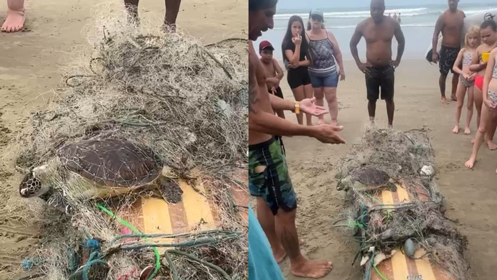 Surfista encontra tartarugas mortas e presas a redes de pesca em Navegantes