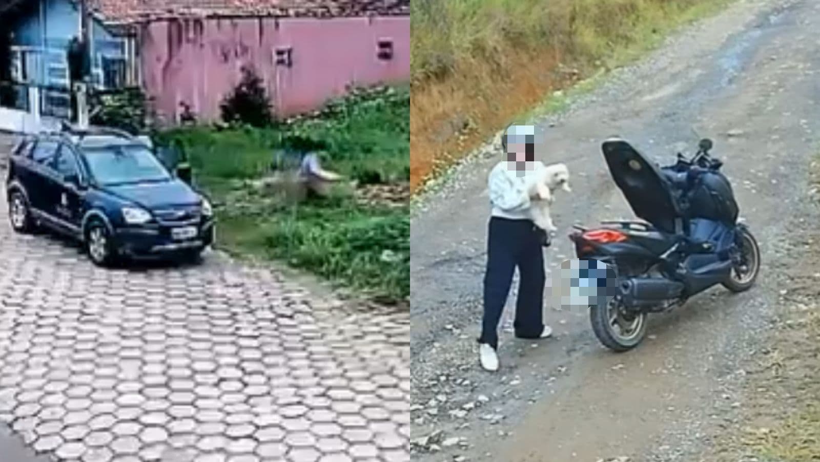 Mulheres abandonam animais para morrer e revoltam a população em Barra Velha
