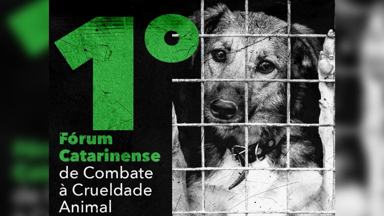 Pet Levado a Sério: novo programa de SC quer dar fim aos maus-tratos com apoio dos municípios