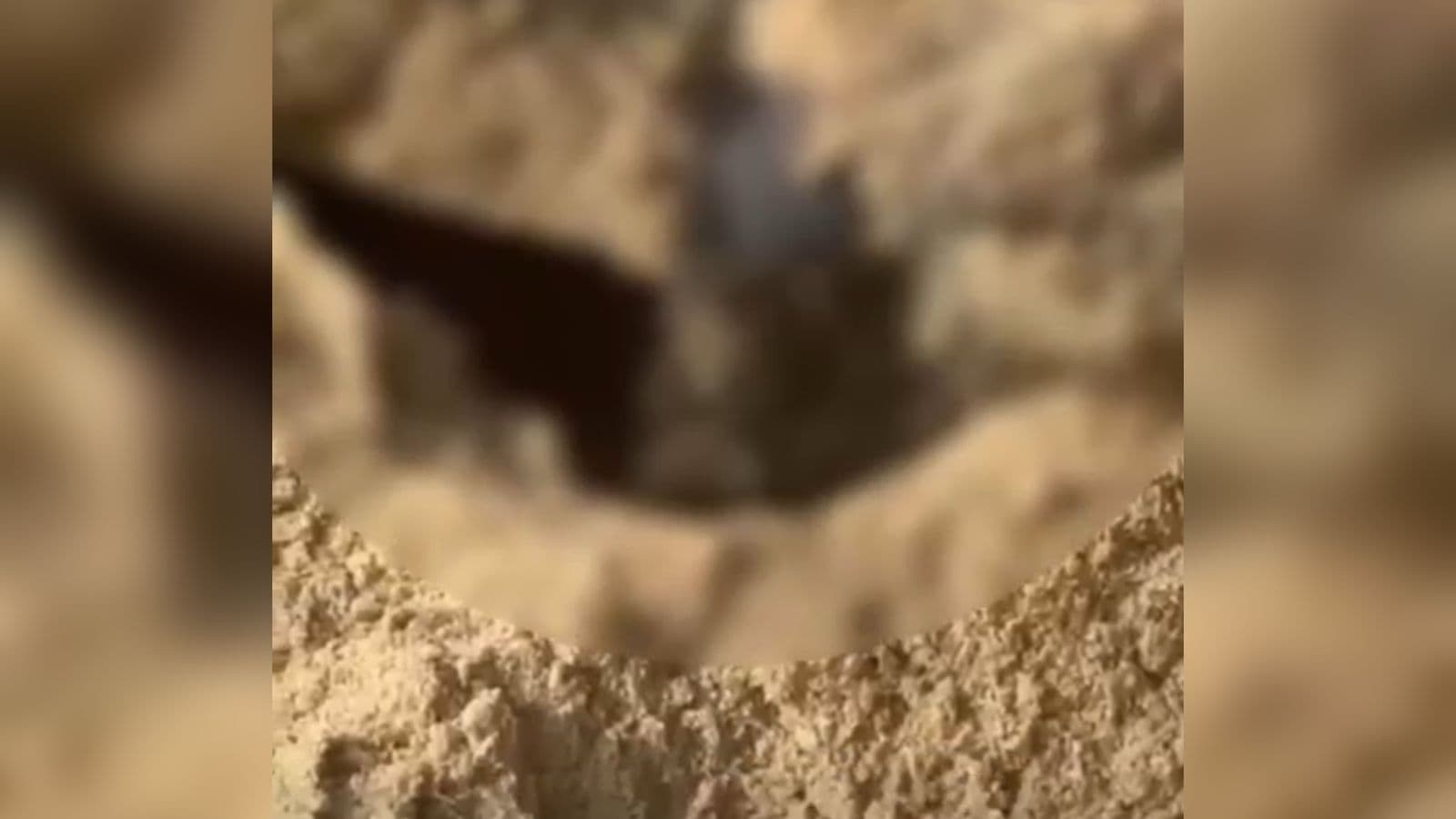 Cachorros são decapitados e enterrados em praia de SC sem uma gota de sangue no corpo
