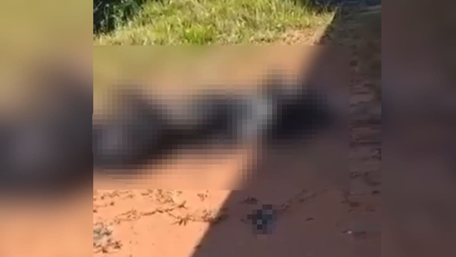 Moradora sai para caminhar e faz achado macabro em terreno de praia em Santa Catarina