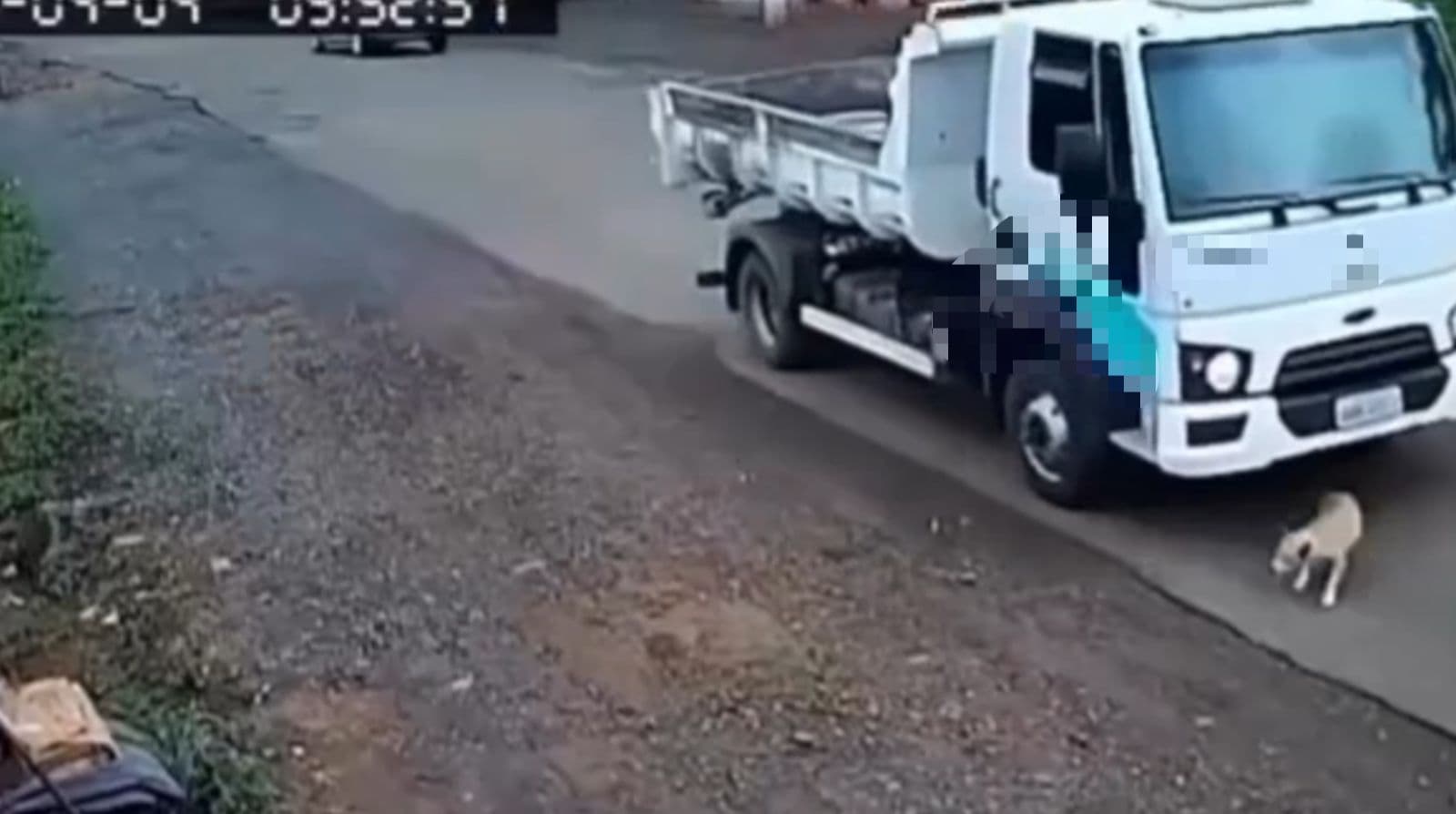 Motorista de caminhão atropela cão comunitário e vai embora sem prestar socorro em SC